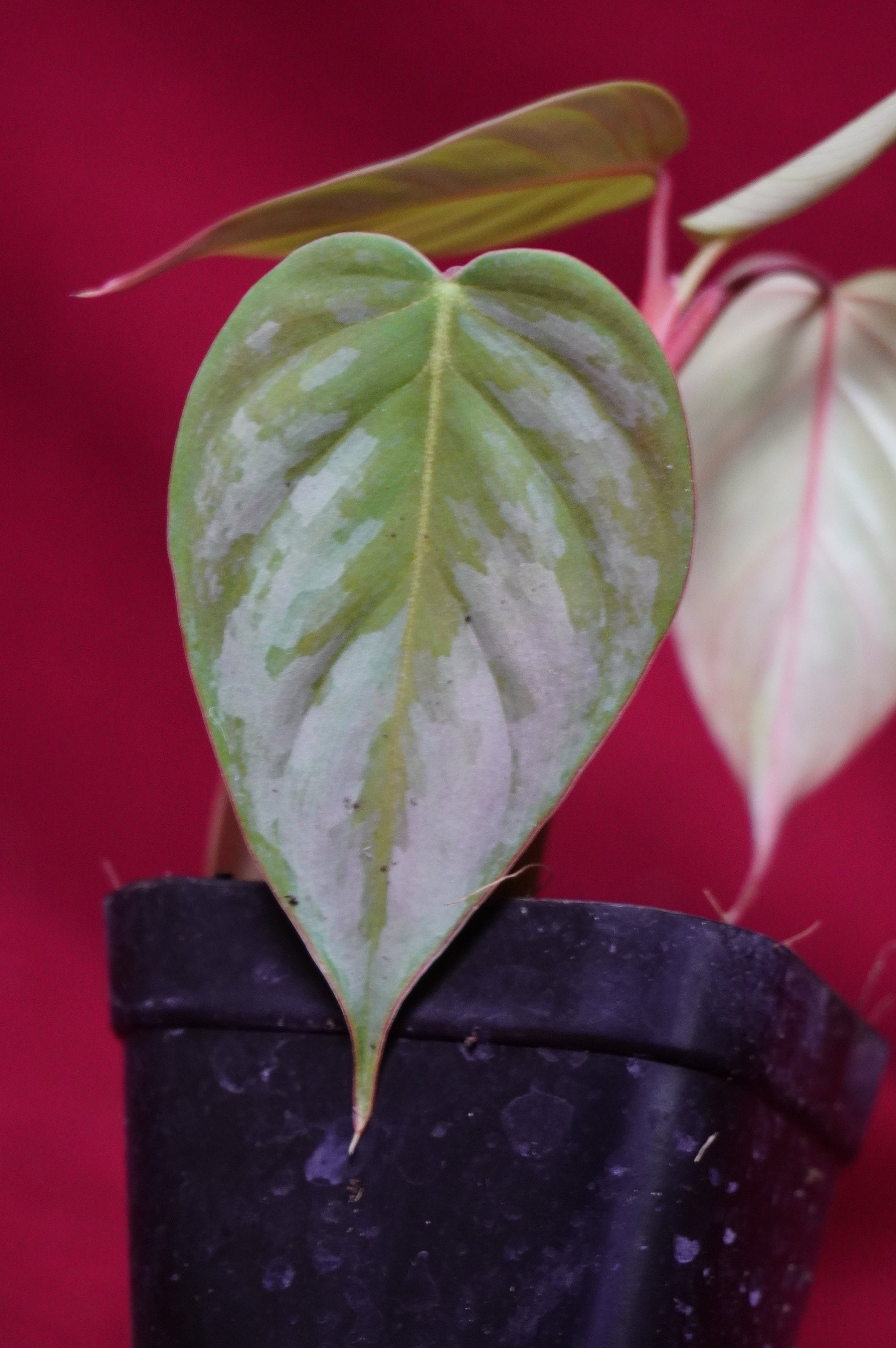 Philodendron Sodiroi Ornatum Rare Aroid Plant NOT TC - Etsy