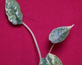 Alocasia Baginda Dragon Scale Albo Galaxy 2" Pot #2
