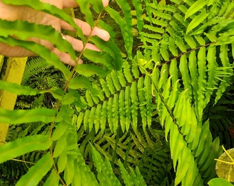 Nephrolepis Sabai Nang Rare Boston Fern NOT TC