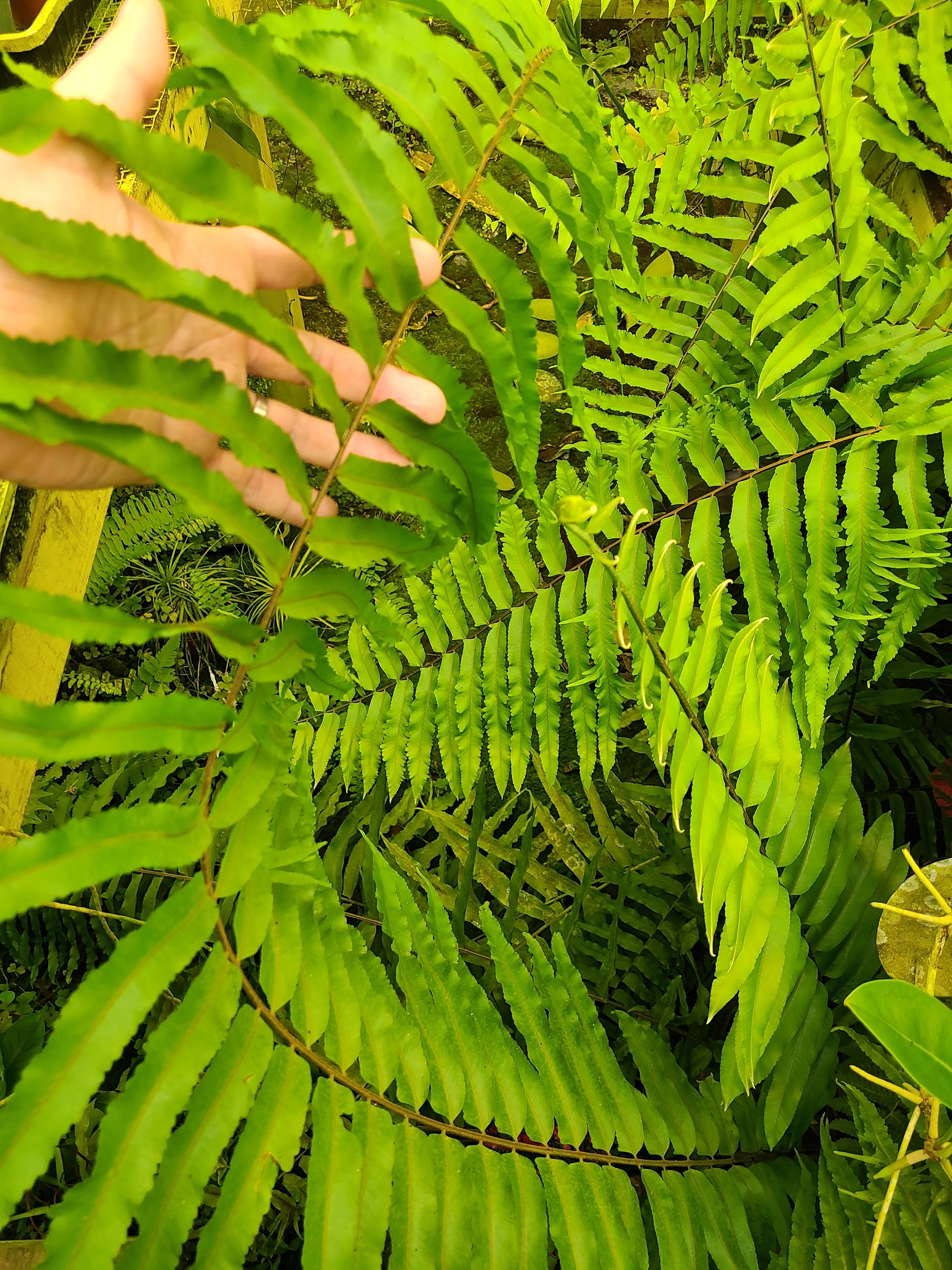 Nephrolepis Pendula - Etsy