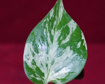 Monstera Bulbasaur Exact Plant #3   2" Pot
