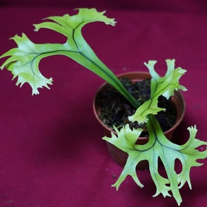 Microsorum Crested Dragon Whisker Rare Fern NOT TC