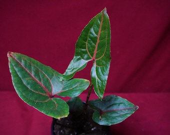 Cyrtosperma Johnstonii 4" Pot