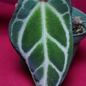 sind agaven giftig Agave 