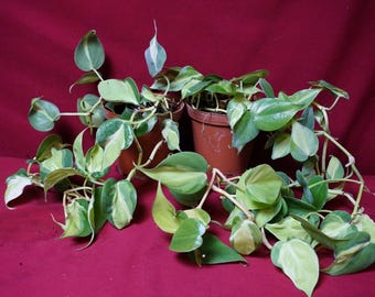 Reverted Philodendron Cream Splash 4" Hanging Basket