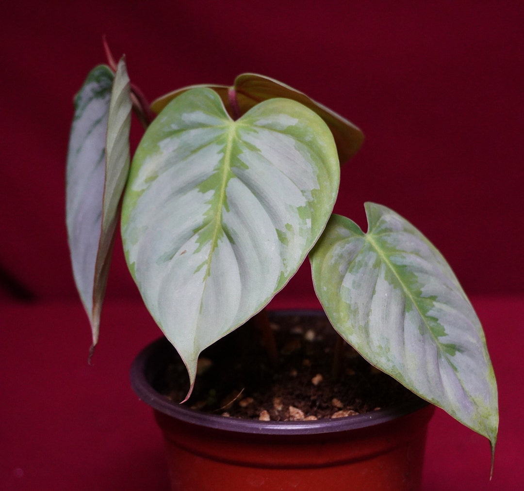 philodendron rotblättrig Philodendron Ruby
