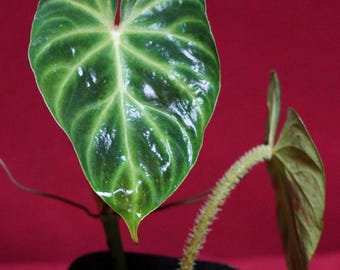 Philodendron Verrucosum Dark Form Starter Plant (ALL STARTER PLANTS Require  You to Purchase 2 Plants!) - Etsy