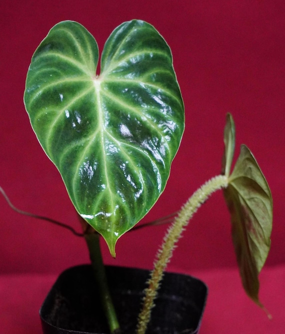 trasplantar monstera Monstera main image 1