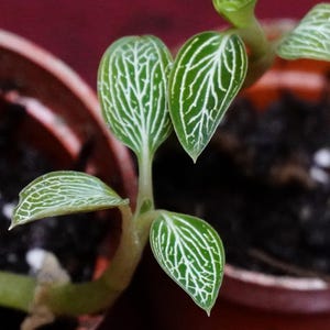 May include: Close-up of a small plant with green leaves and white veins. The plant is in a terracotta pot with dark soil. The leaves have a unique pattern, and the plant is well-lit.