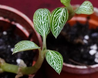 Ludisia Discolor Alba Jewel Orchid Rare Terrarium Plant