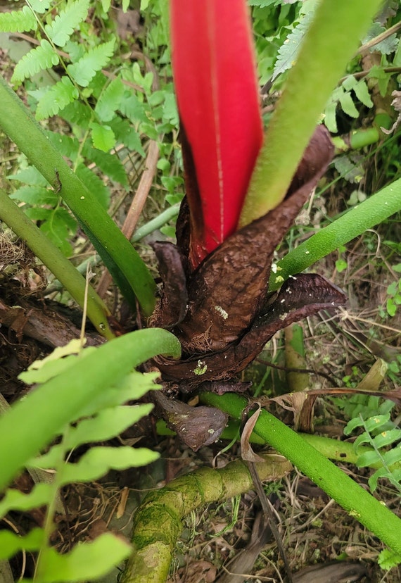 where can i buy a snake plant Snake Plant for Sale