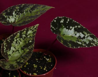 Begonia U642 Curtisii 2" Pot