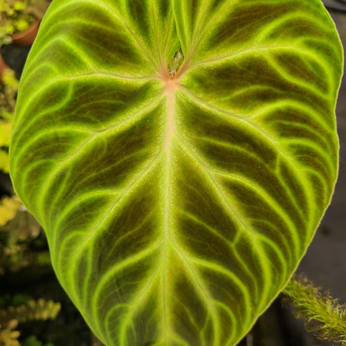 Philodendron Verrucosum Red Back LARGE Rare Aroid Plant NOT TC - Etsy