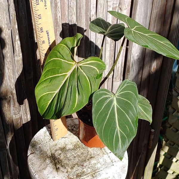 Philodendron Gloriosum 4" with free rootled cutting #60b