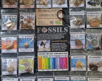 May include: A Fossil Advent calendar with various fossils in individual clear bags. The bags are labelled with the fossil type and age, such as Ammonite, Dinosaur bone, and Petrified Wood. The calendar includes a magnifying glass and a sign with the text "Moonlight Ammonite".