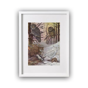 Original vintage art print 1955 bird illustrations of Great Gray Owl, Great Horned Owl, Northern Barred Owl,Snowy Owl color art wall decor