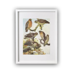 Original vintage art print in 1955 bird illustrations of Eastern Red-tailed Hawk, Broad-winged Hawk, color art wall decor