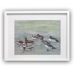 Original vintage art print in 1955 bird illustrations of Old-squaw, Buffle-head, American Golden-eye,Barrow&#39;s Golden-eyecolor art wall decor