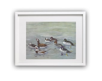 Vintage Bird Print, 1955 Duck Illustration, Wall Decor