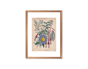 Vintage Flora Print, Mid-1800s Botanical Art (Digital Download)