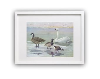 Impresión vintage de ganso y cisne, ilustración de aves de 1955