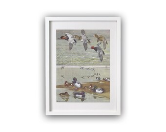 Original vintage art print in 1955 bird illustrations of Canvas-back, Lesser Scaup Duck, Redhead, Ring-necked Duck color art wall decor