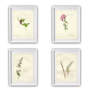 vintage flora prints, set of 4 prints, vintage printables, wall art prints, digital download, printable vintage art