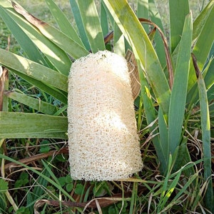 LOOFAH