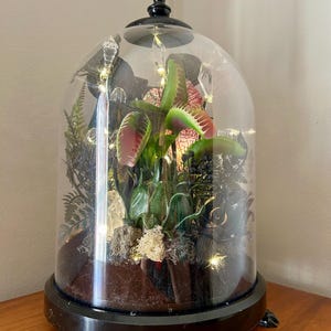 Carnivorous Plant Dome