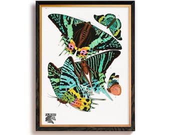 Vintage Butterfly Art Print, Papillons by E.A. Séguy's