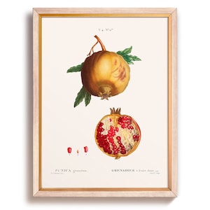 Vintage Pomegranate Art Print, Printed Fruit Illustration, Rustic Kitchen, Farmhouse, Vintage Pomegranate Wall Art Poster, Large Art Prints