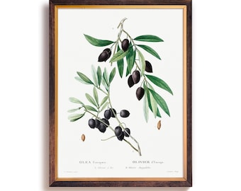Vintage Olive Branch Art Print, Botanical Illustration