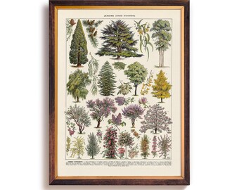 Vintage Ornamental Trees Art Print, Botanical Illustration