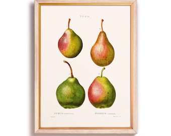 Vintage Pears Art Print, Vintage Fruit Illustration Wall Art, Rustic Kitchen, Farmhouse, Vintage Pear Print, Large Art Prints