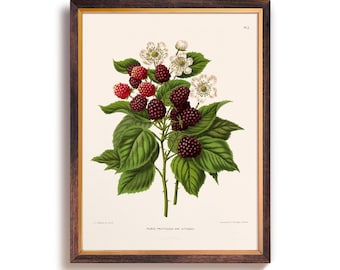 Vintage Blackberry Art Print, Vintage Blackberry Illustration Wall Art, Rustic Kitchen, Farmhouse, Vintage Fruit Poster, Large Art Prints