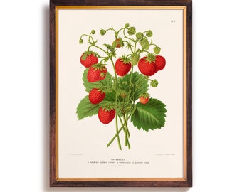 May include: Vintage botanical illustration of a strawberry plant with red ripe strawberries and green leaves. The illustration is framed in a brown wood frame with a gold mat. The text "ERDBEEREN" is printed below the image.