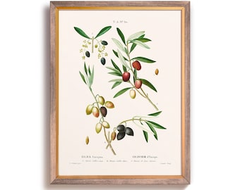 Peut inclure: Une illustration botanique vintage d'une branche d'olivier avec des feuilles vertes, des olives noires et des olives rouges. L'illustration est encadrée dans un cadre en bois brun avec une bordure intérieure dorée. Le texte "OLIVA Europea" et "OLIVIER d'Europe" est imprimé sous l'image.