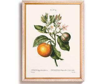 Vintage Oranges Art Print, Vintage Orange Illustration Wall Art, Rustic Kitchen, Farmhouse, Vintage Fruit Printed Art, Large Art Prints