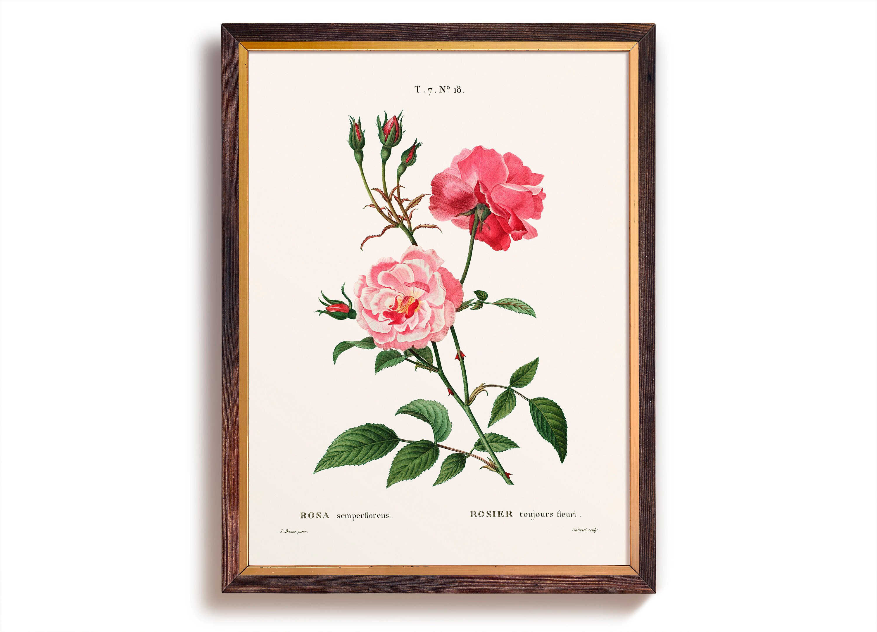Vintage Pink Rose Art Print, Printed Rose Illustration, Rustic Kitchen ...