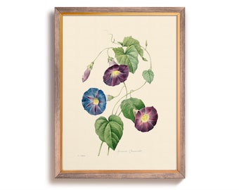 Morning Glory Art Print, Printed Wall Art, Botanical Flower Illustration, Farmhouse, Rustic Kitchen Decor, Vintage Flower, Large Print Art
