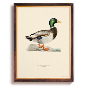May include: A vintage illustration of a mallard duck, a type of wild duck, with a green head, brown body, and orange feet. The duck is standing on a rock with green grass in the background. The illustration is framed in a dark wood frame with a gold inner border. The text "ANAS PLATYRHYNCHA, var. A.  Common Duck" is printed below the image.