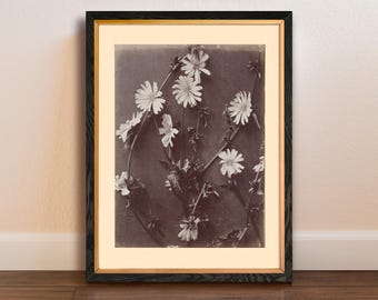 Vintage Daisy Flower Photo Art Print, Eclectic Folk Flora Wall Art, Farmhouse, Rustic Flower Photo, Large Print