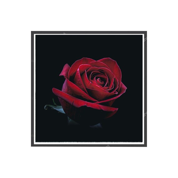 Black Rose Poster Pop Art Poster Botanical Poster Trendy | Etsy