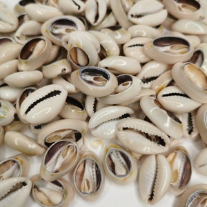 Cowries shells, natural, beige white without back.
