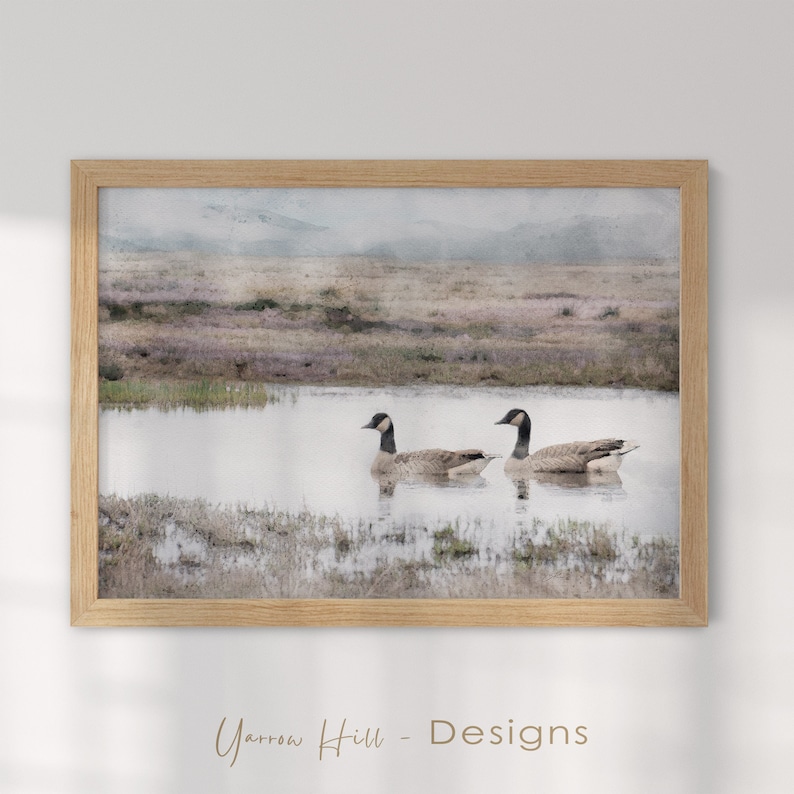 a watercolor painting of two Canadian geese or Canada goose swimming on a pond or lake downloadable print for living room wall art.