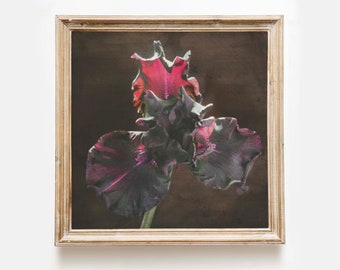 Red Iris Botanical Art, Iris Watercolor Painting, Farmhouse Art Prints, Printable Wall Art Decor, Dark Botanical Flower, Square Format Iris