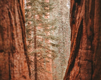 Sequoia National Park iii - Fine Art Landscape Nature Photographie Maison Décor -