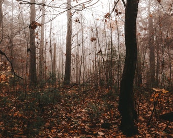 Tunxis Trail, CT - Fine Art Paysage Nature Print Photographie Mur Décor -