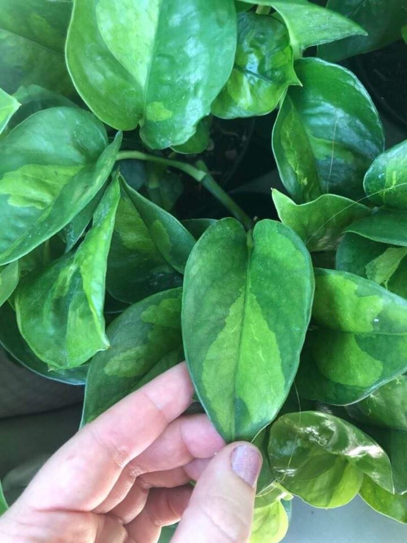 GLOBAL GREEN POTHOS cuttings Etsy