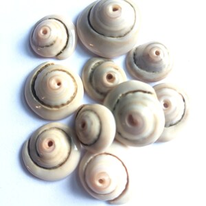 May include: A collection of ten small, white, spiral-shaped seashells with brown markings. The shells have a hole in the center and are arranged in a pile.